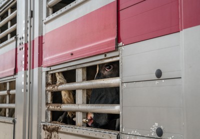Krávy v trasportu na hranicích v Turecku - Nevinné oběti